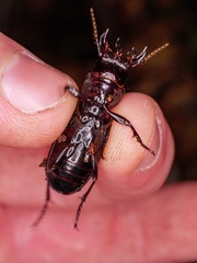 Mecodema spiniferum