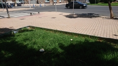 Chlorophyllum molybdites