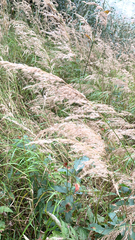 Calamagrostis