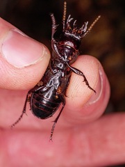 Mecodema spiniferum