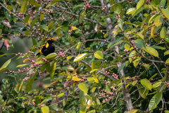 Sericulus chrysocephalus