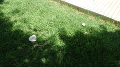 Chlorophyllum molybdites