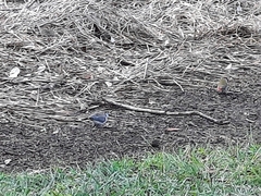 Stizoptera bichenovii