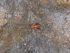 Macropathinae