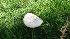 Chlorophyllum molybdites