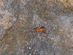 Macropathinae