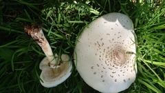 Chlorophyllum molybdites