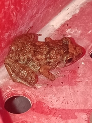 Eleutherodactylus planirostris