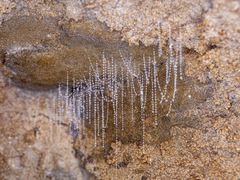 Arachnocampa luminosa
