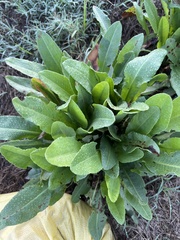 Rumex crispus