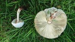 Chlorophyllum molybdites