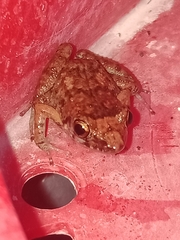 Eleutherodactylus planirostris