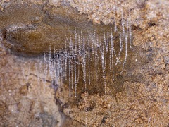 Arachnocampa luminosa