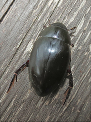 Hydrophilus ovatus