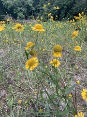 Helenium virginicum