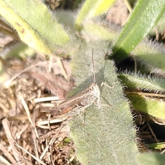 Chorthippus biguttulus