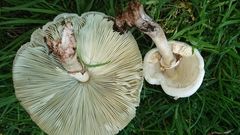 Chlorophyllum molybdites