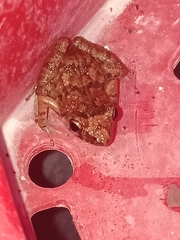 Eleutherodactylus planirostris