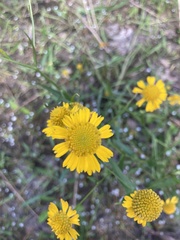 Helenium virginicum