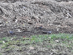 Stizoptera bichenovii