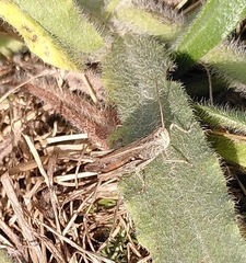 Chorthippus biguttulus