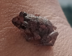 Eleutherodactylus planirostris