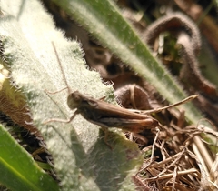 Chorthippus biguttulus