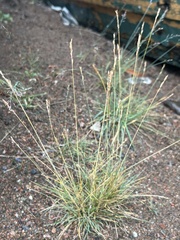 Festuca brachyphylla