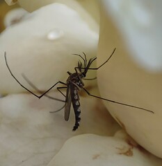 Armigeres subalbatus