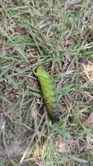 Smerinthus ocellata