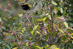 Sericulus chrysocephalus