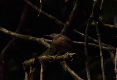 Pheugopedius rutilus