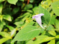 Strobilanthes