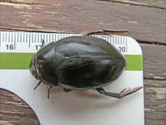 Hydrophilus ovatus