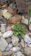 Mammillaria sphaerica