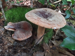 Lactifluus
