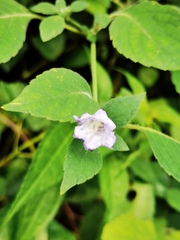 Strobilanthes
