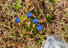 Gentiana bavarica bavarica
