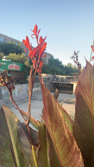 Canna × generalis