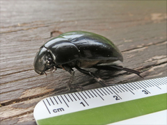 Hydrophilus ovatus
