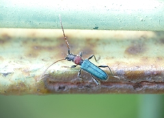 Cartallum ebulinum