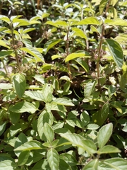 Mentha arvensis