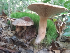 Lactifluus