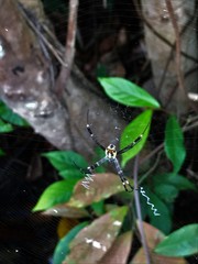 Argiope dang
