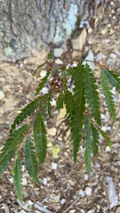 Lyonothamnus floribundus