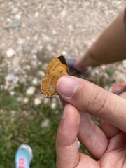 Thecla betulae