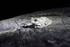 Litoria peronii