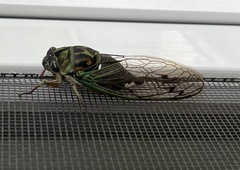 Neotibicen linnei