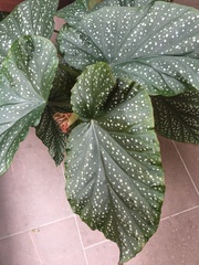 Begonia lucerna