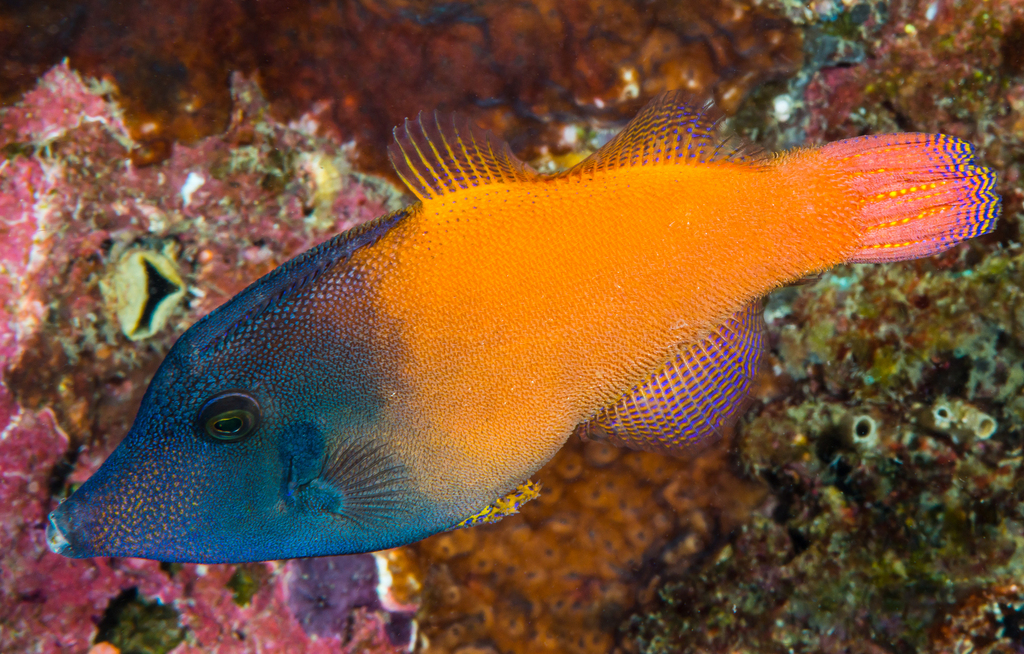 Blackhead filefish (Pervagor melanocephalus) — Monacanthidae
